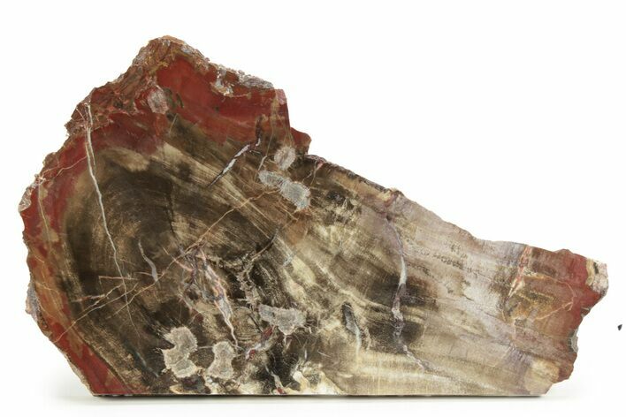Triassic Polished Petrified Wood Slab - Circle Cliffs, Utah #244648